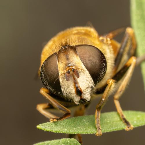 Réf. 349 878 : Eristalis nemorum